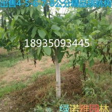 朝陽產業(yè)中的綠色明珠 果樹綠化苗木的發(fā)展與應用