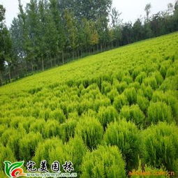 灑金柏 整齊樹形下的金葉苗木翹楚